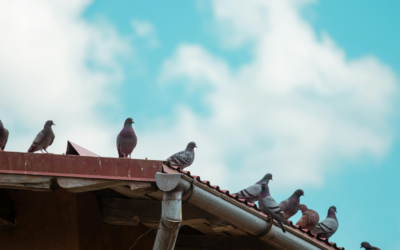 Comment éloigner les pigeons d’une façade sans y revenir chaque année ?