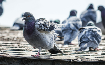 Les fientes de pigeons sont-elles dangereuses pour la santé ?