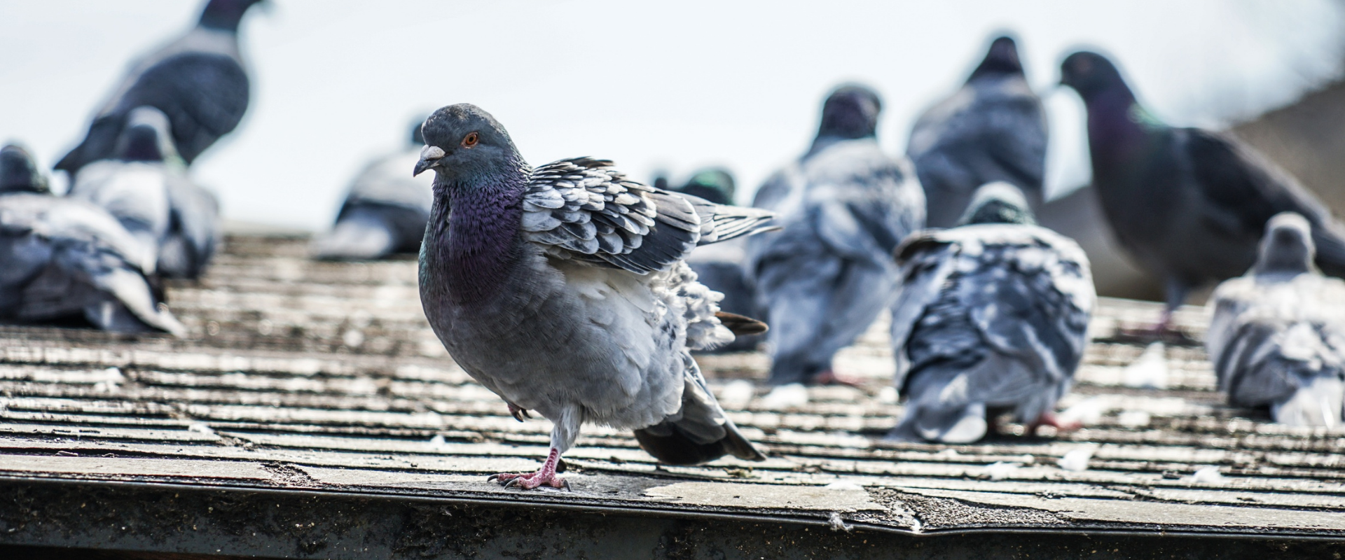 dépigeonnage nancy