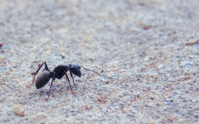 D’où viennent les fourmis qui traversent ma cuisine ?