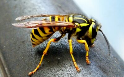 Frelon asiatique ou frelon européen : comment faire la différence ?