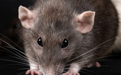 Pourquoi j’ai des souris dans les combles chaque automne ?